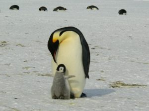 Auf Antarktis Reisen Pinguine beobachten