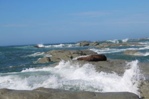 Seelöwe in Kaikoura