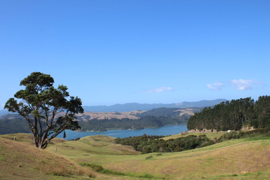 Coromandel ist einfach nur schön und sollte auf keiner NZ Rundreise fehlen