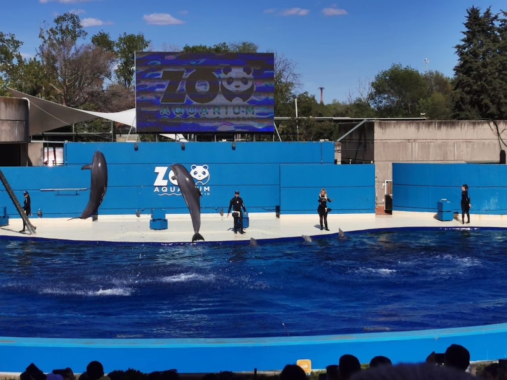 Zoo Aquarium de Madrid Highlight Delfin Show