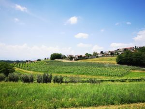 Wein & Natur gehört in Bassano dazu