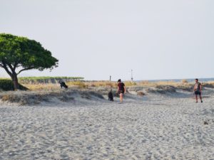 Spiaggia per Cani