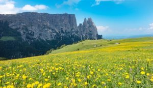 Die Seiser Alm ist nicht nur im Winter zum Skifahren sehr attraktiv. Im Sommer erblüht die ganze Alm.